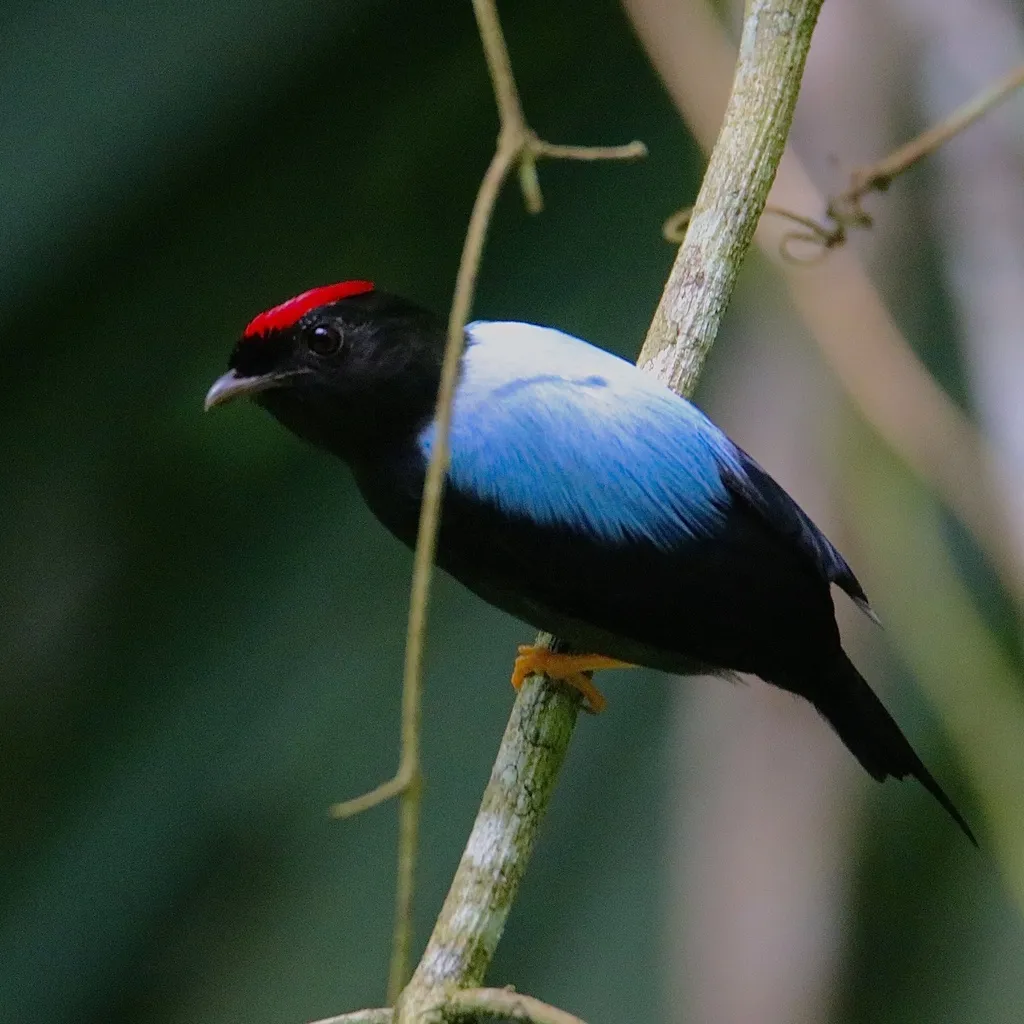 尖尾娇鹟(Chiroxiphia lanceolata)