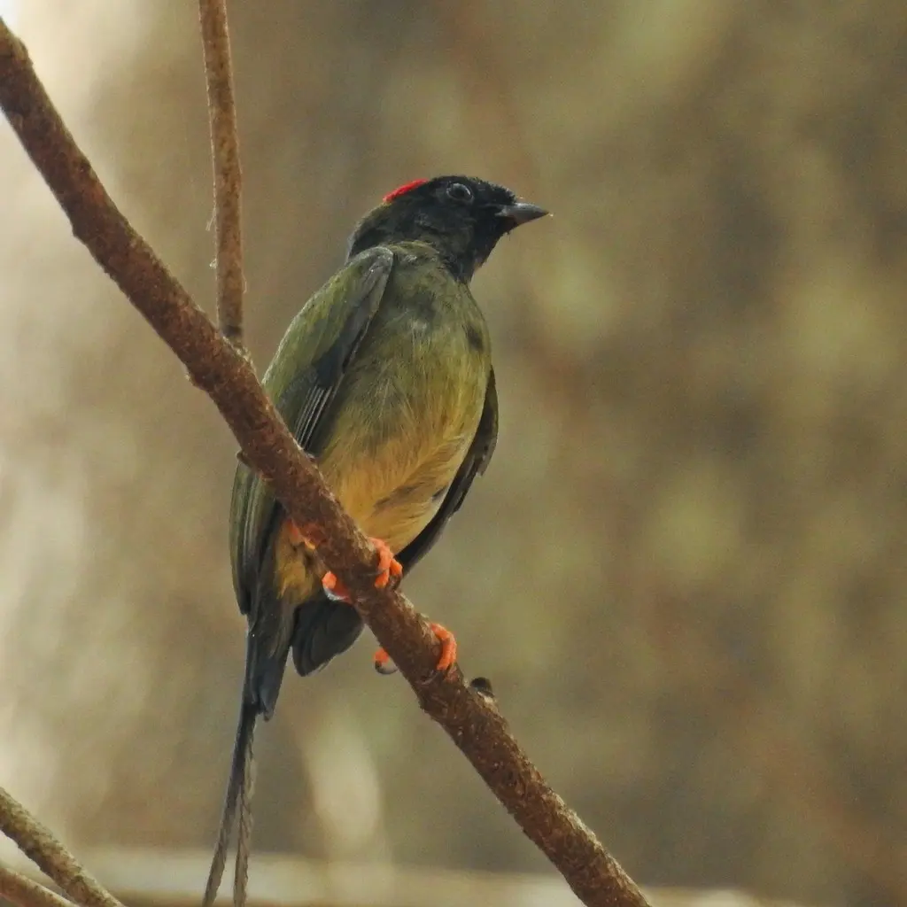 长尾娇鹟(Chiroxiphia linearis)