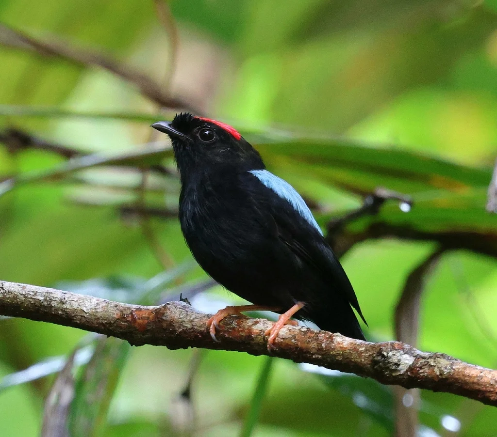 蓝背娇鹟(Chiroxiphia pareola)