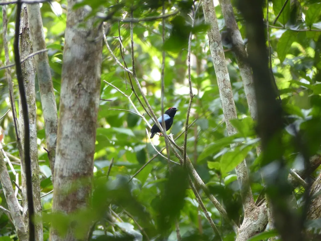 蓝背娇鹟(Chiroxiphia pareola)
