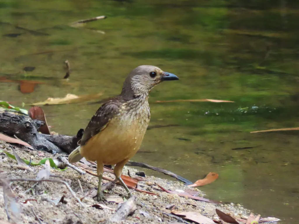 浅黄胸大亭鸟(Chlamydera cerviniventris)