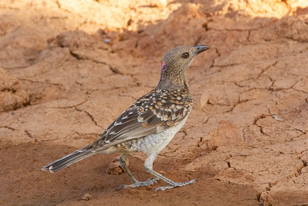斑大亭鸟(Chlamydera maculata)