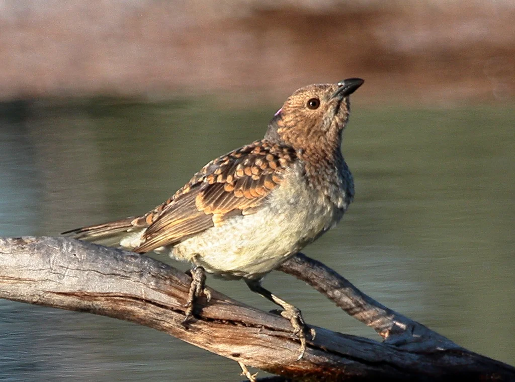 斑大亭鸟(Chlamydera maculata)