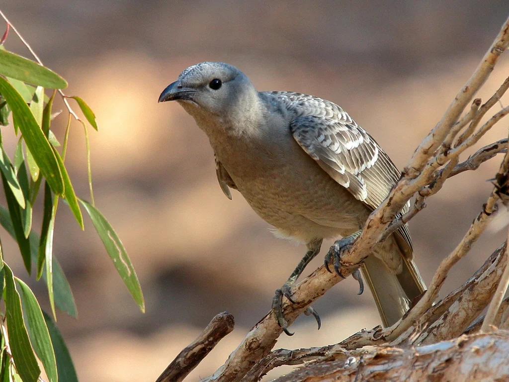大亭鸟（Chlamydera nuchalis）