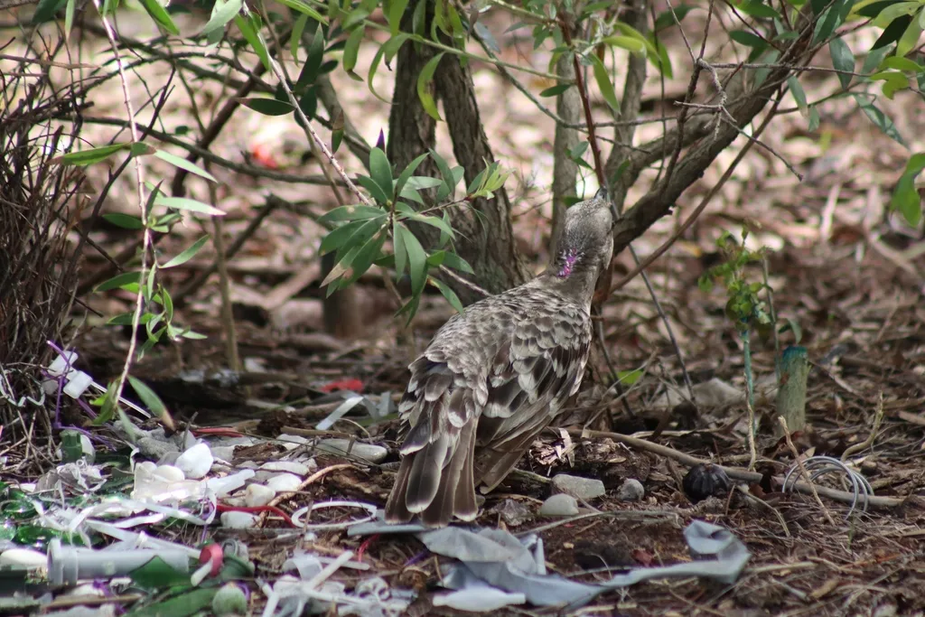 大亭鸟（Chlamydera nuchalis）