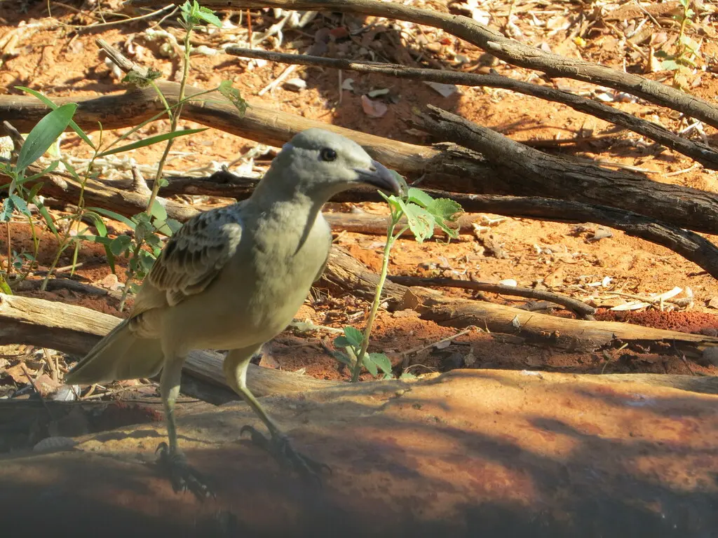 大亭鸟（Chlamydera nuchalis）