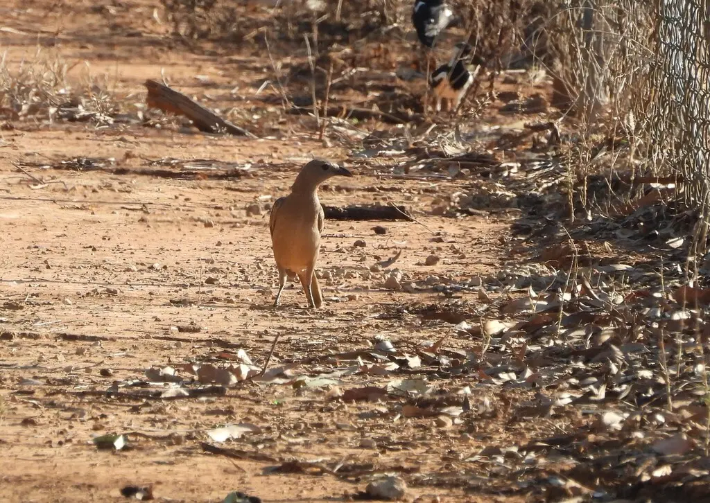 大亭鸟（Chlamydera nuchalis）