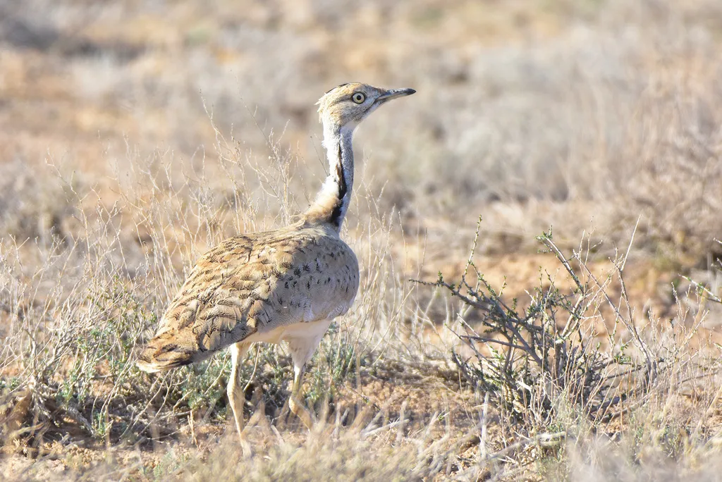 波斑鸨(Chlamydotis macqueenii)