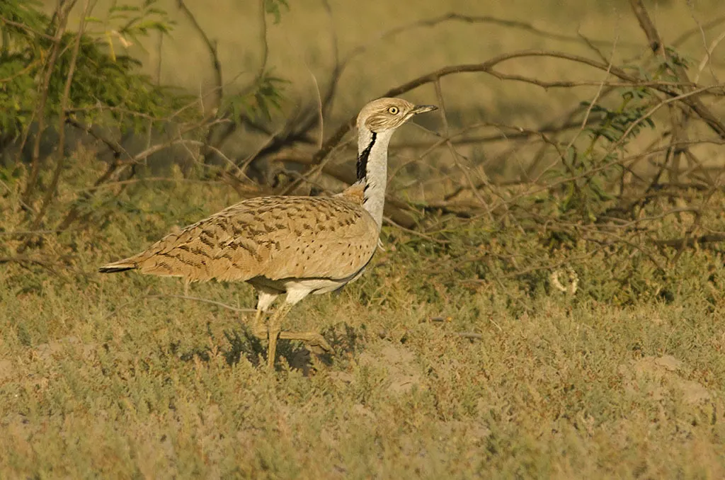 波斑鸨(Chlamydotis macqueenii)