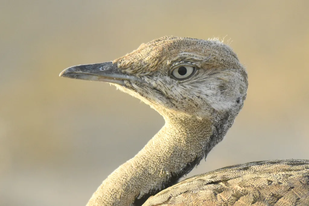 波斑鸨(Chlamydotis macqueenii)