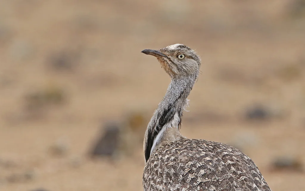 非洲波斑鸨（Chlamydotis undulata）
