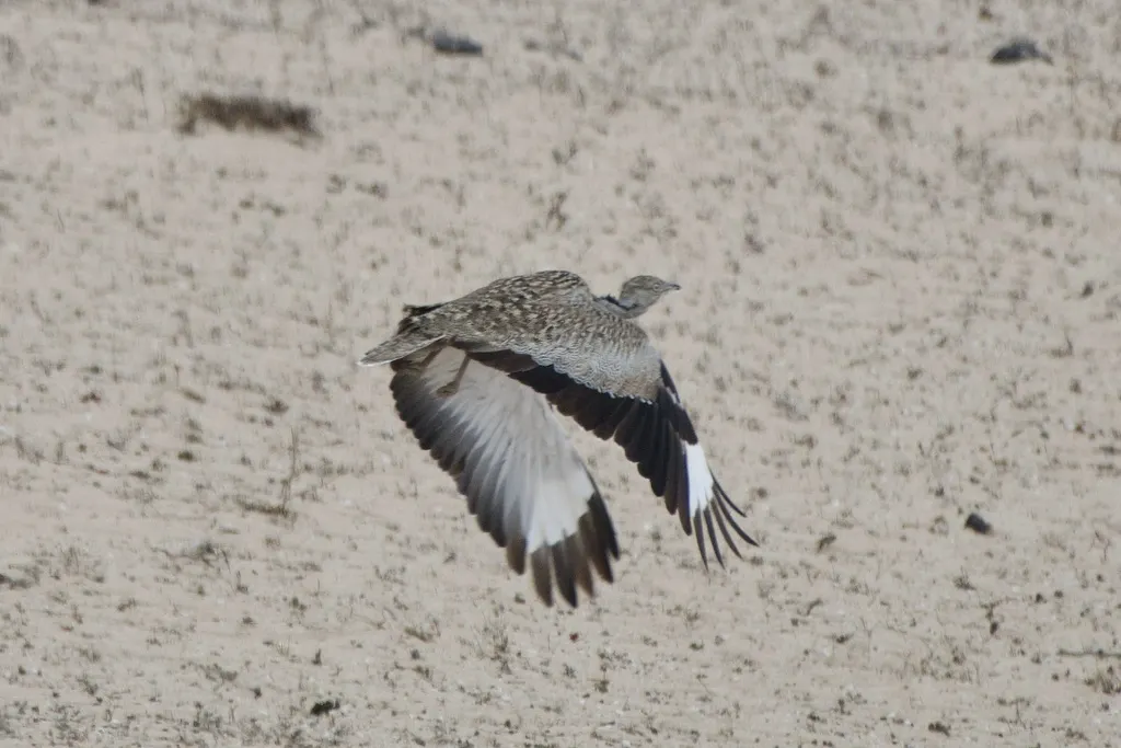 非洲波斑鸨（Chlamydotis undulata）