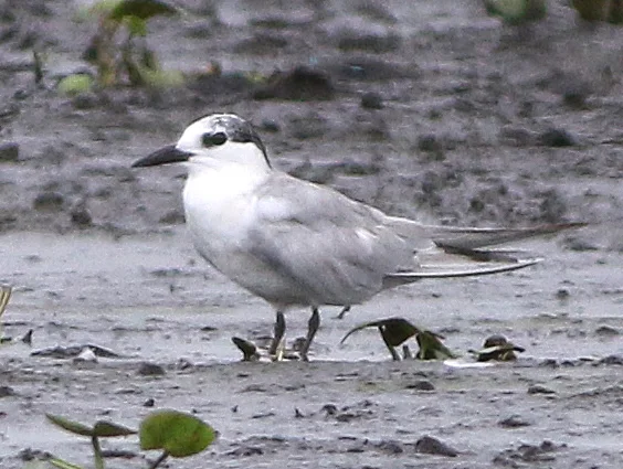 须浮鸥(Chlidonias hybrida)