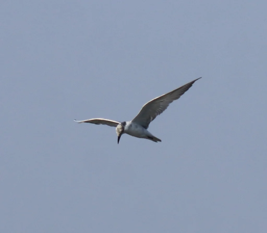 须浮鸥(Chlidonias hybrida)