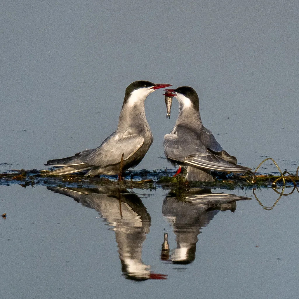 须浮鸥(Chlidonias hybrida)