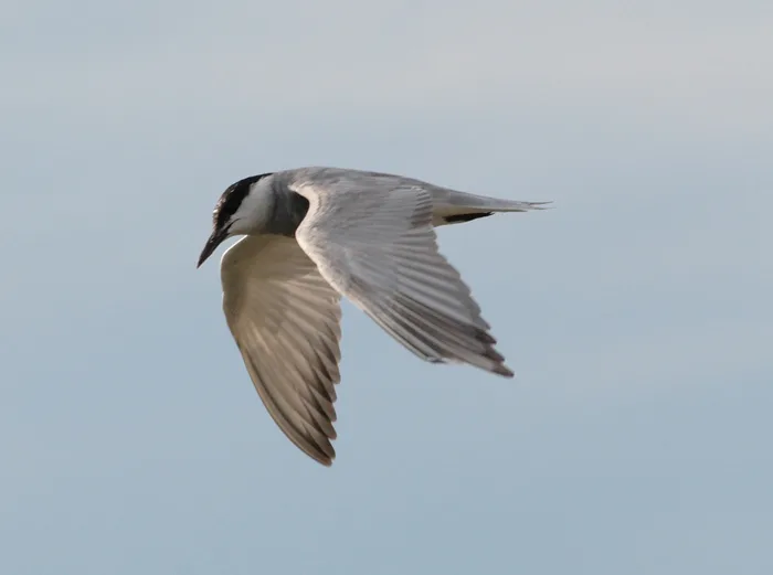 须浮鸥(Chlidonias hybrida)