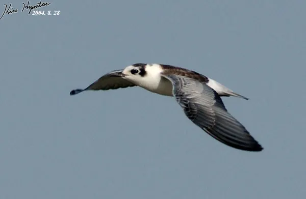 白翅浮鸥(Chlidonias leucopterus)