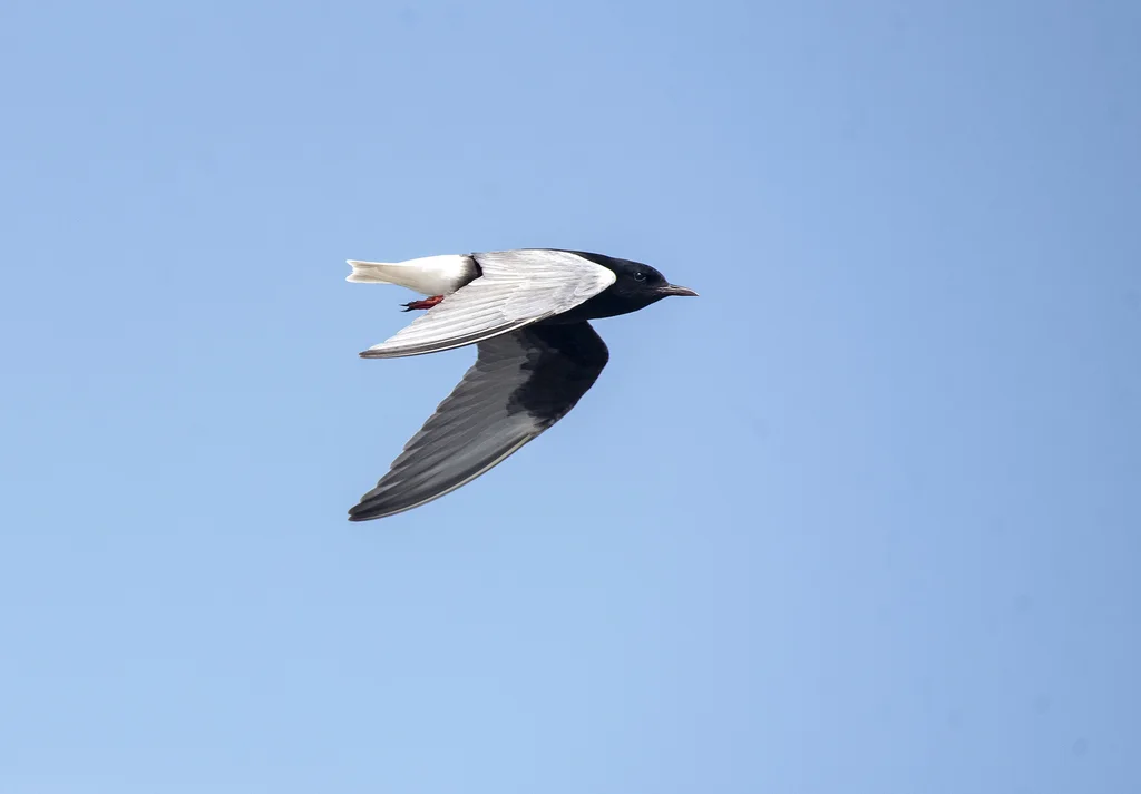 白翅浮鸥(Chlidonias leucopterus)