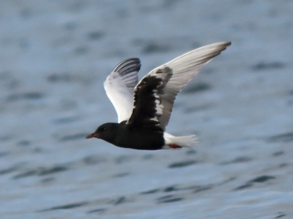 白翅浮鸥(Chlidonias leucopterus)