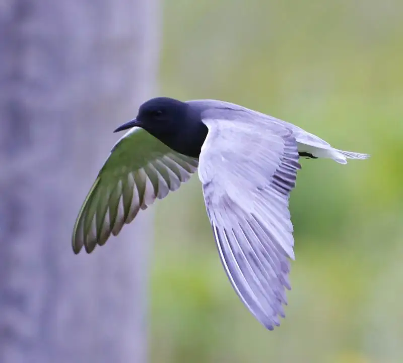 黑浮鸥(Chlidonias niger)