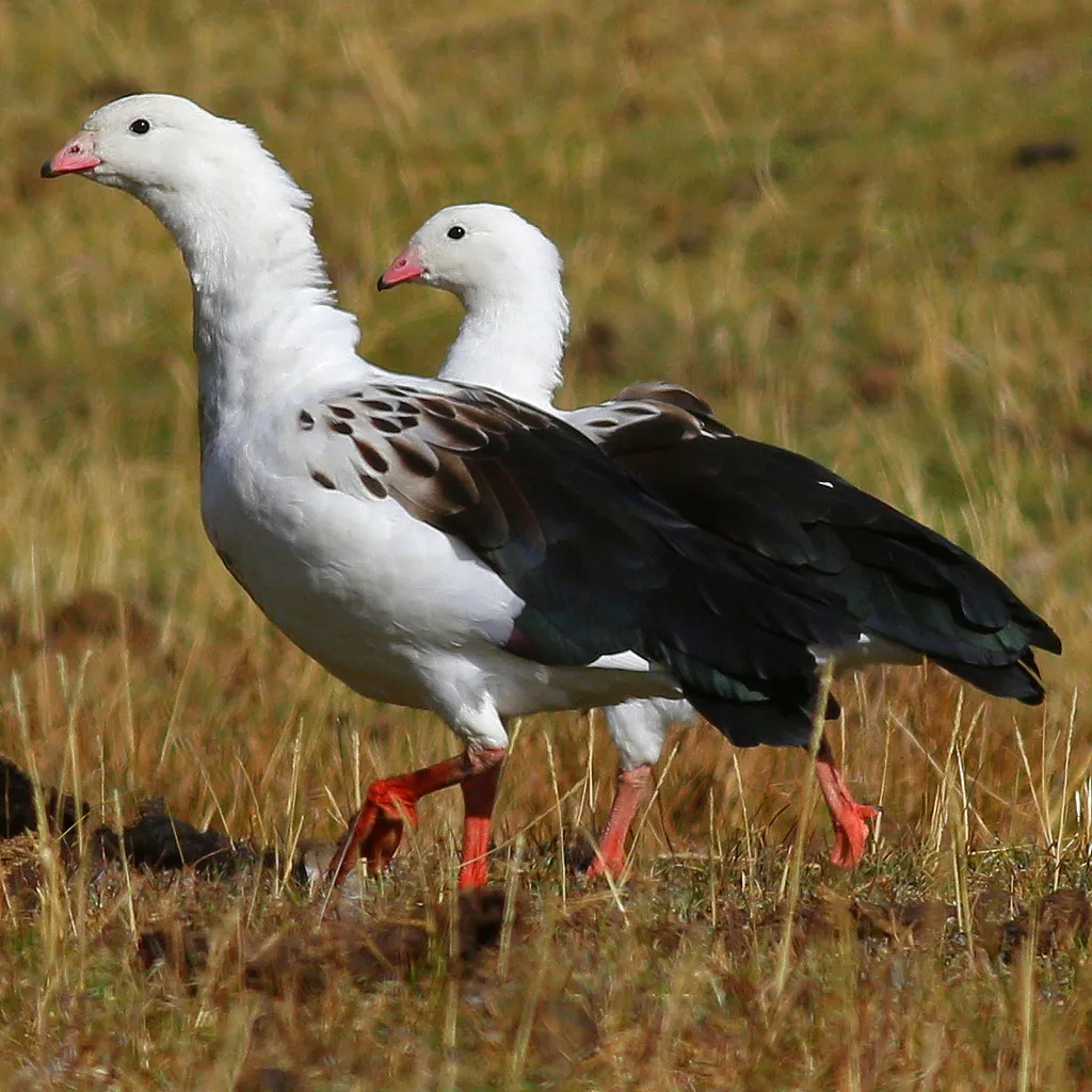 黑翅草雁(Chloephaga melanoptera)