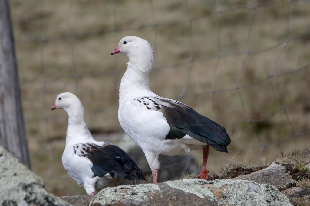 黑翅草雁(Chloephaga melanoptera)