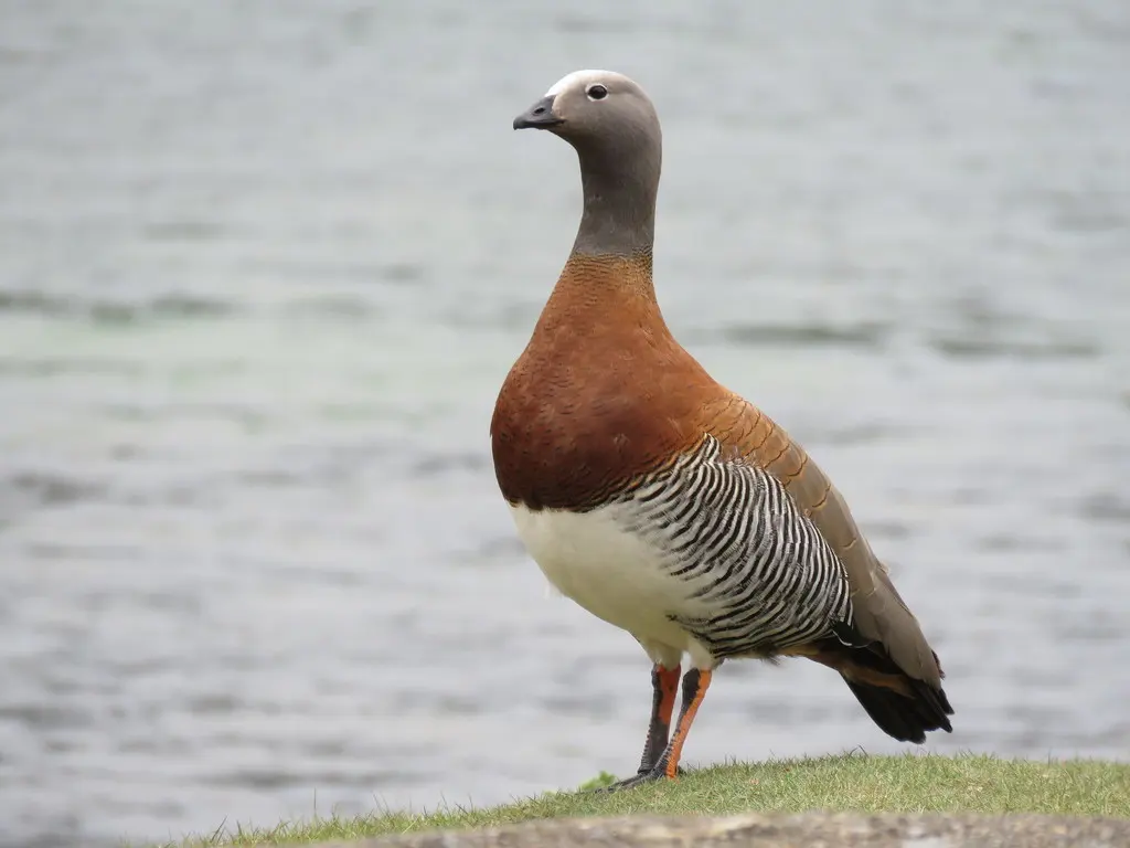 灰头草雁(Chloephaga poliocephala)