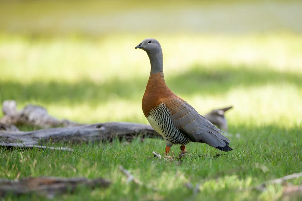 灰头草雁(Chloephaga poliocephala)