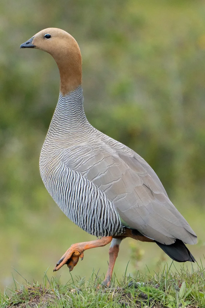 棕头草雁(Chloephaga rubidiceps)