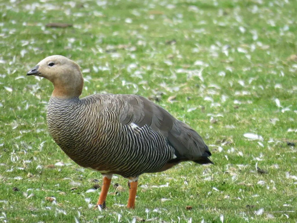 棕头草雁(Chloephaga rubidiceps)