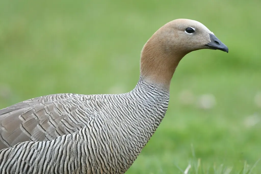 棕头草雁(Chloephaga rubidiceps)