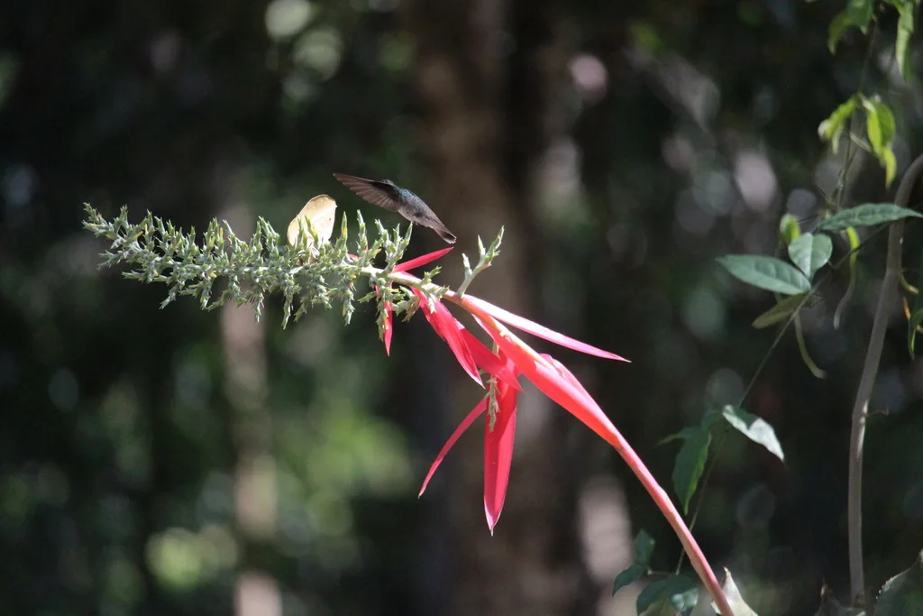 白腹绿蜂鸟(Chlorestes candida)