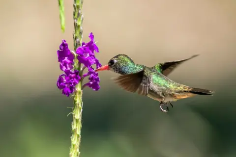 蓝喉红嘴蜂鸟