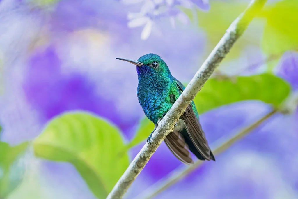 蓝颏青蜂鸟(Chlorestes notata)
