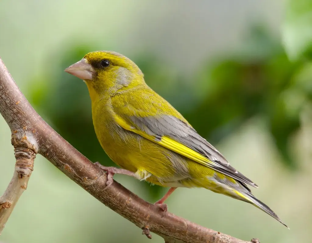 欧金翅雀(Chloris chloris)