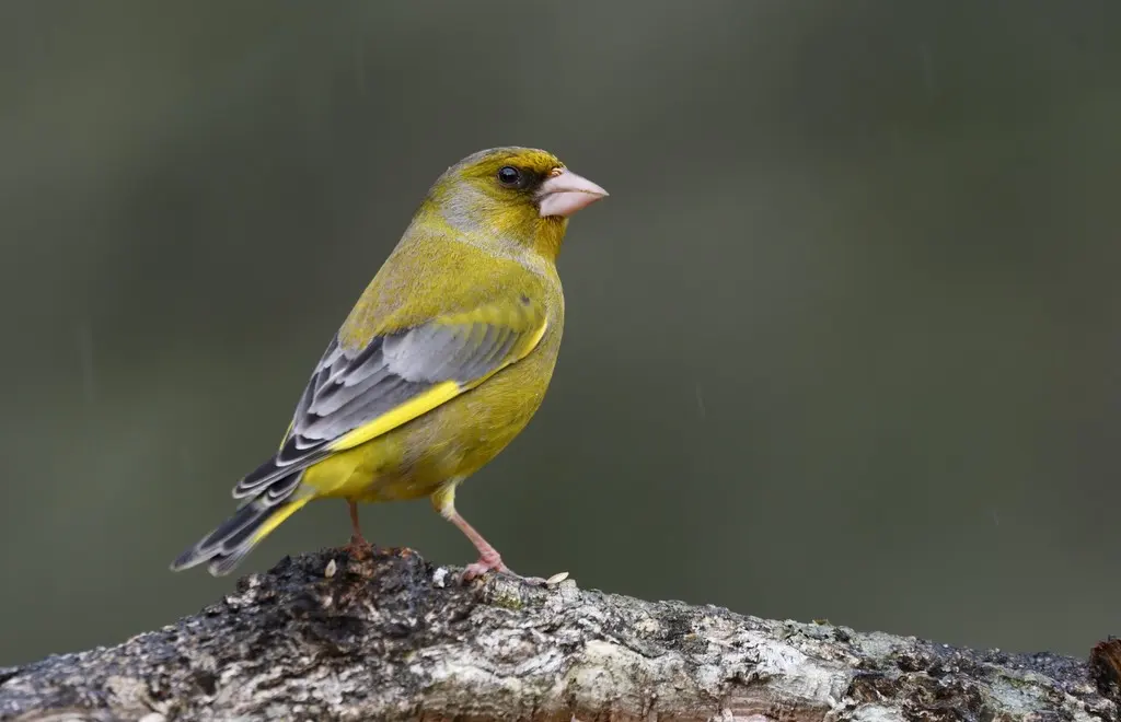 欧金翅雀(Chloris chloris)