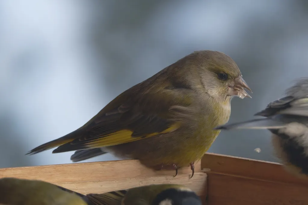 欧金翅雀(Chloris chloris)
