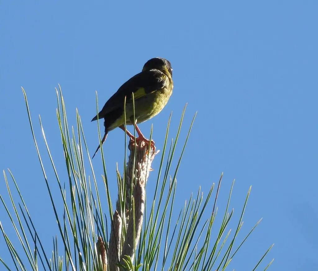 越南金翅雀(Chloris monguilloti)