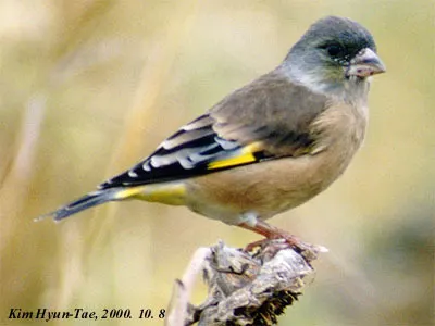 金翅雀(Chloris sinica)