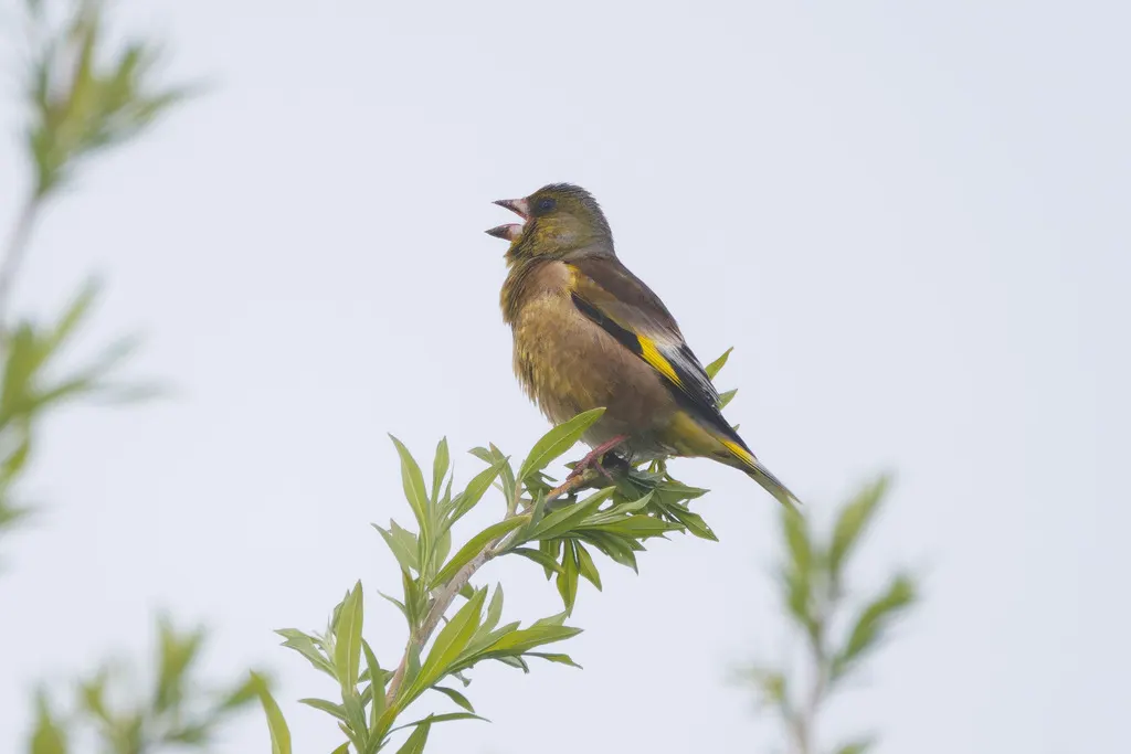金翅雀(Chloris sinica)