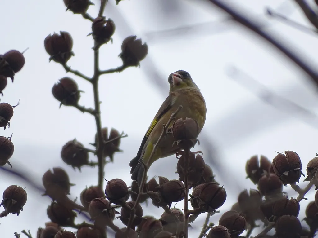 金翅雀(Chloris sinica)