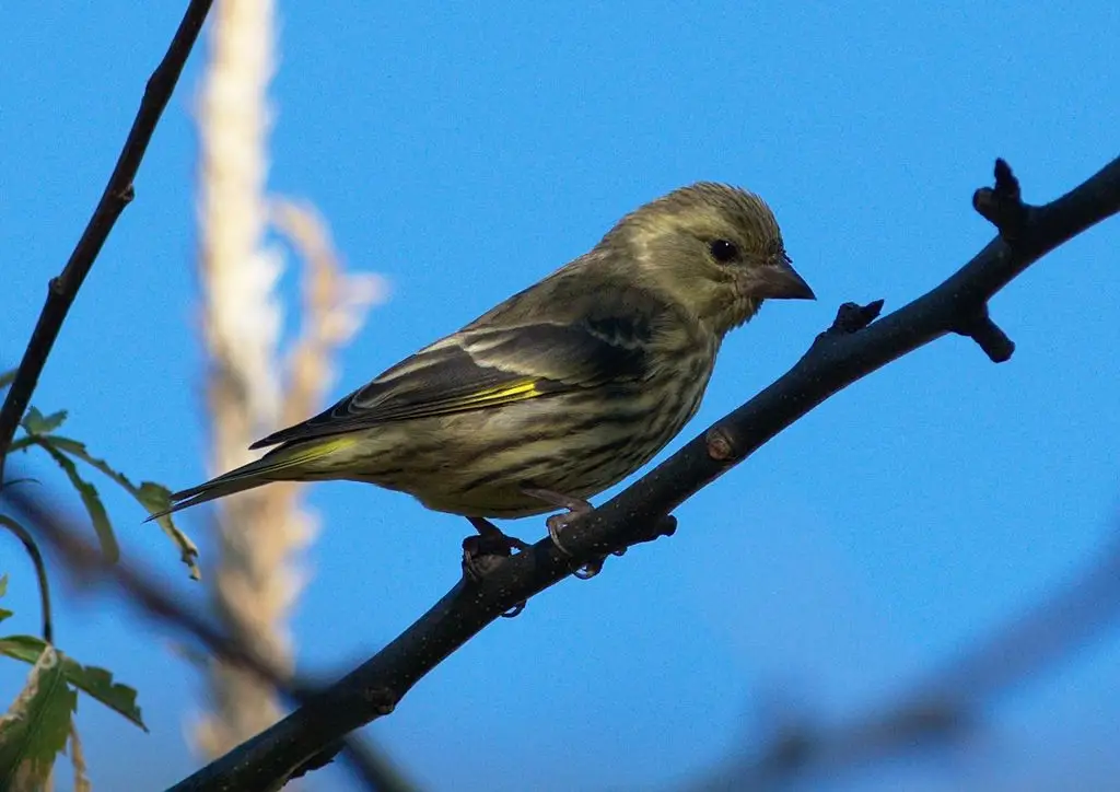 高山金翅雀(Chloris spinoides)
