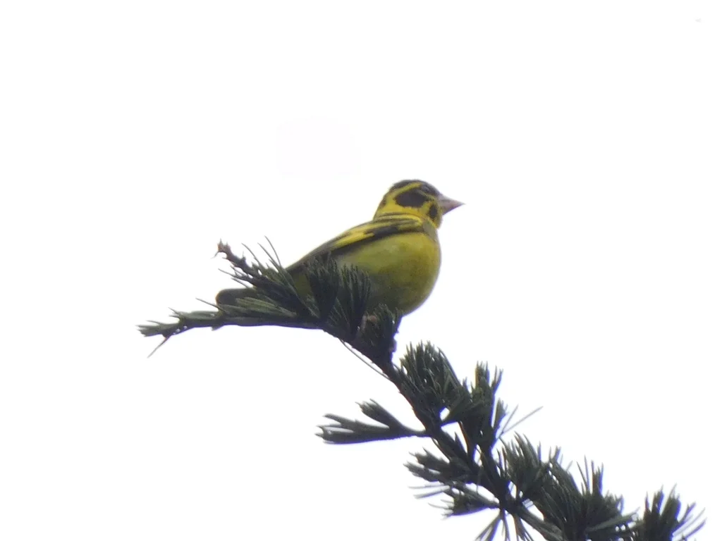 高山金翅雀(Chloris spinoides)