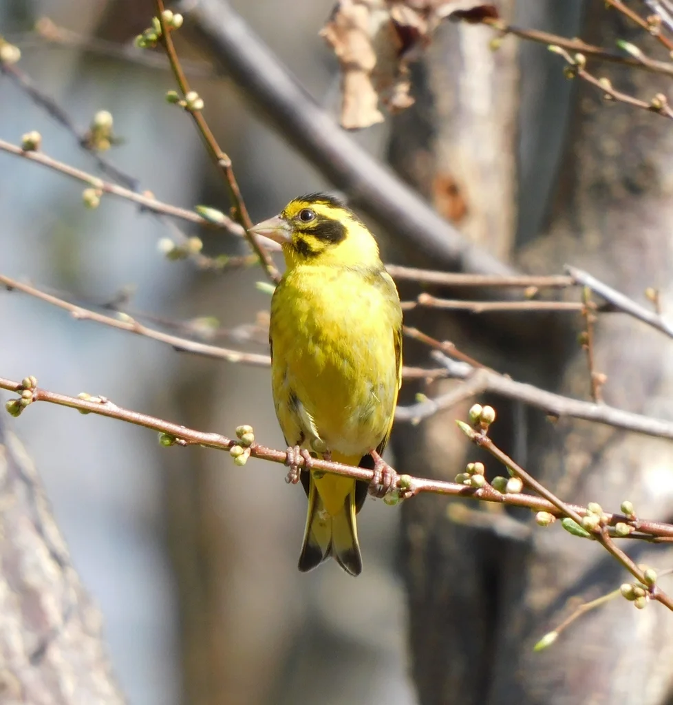 高山金翅雀(Chloris spinoides)