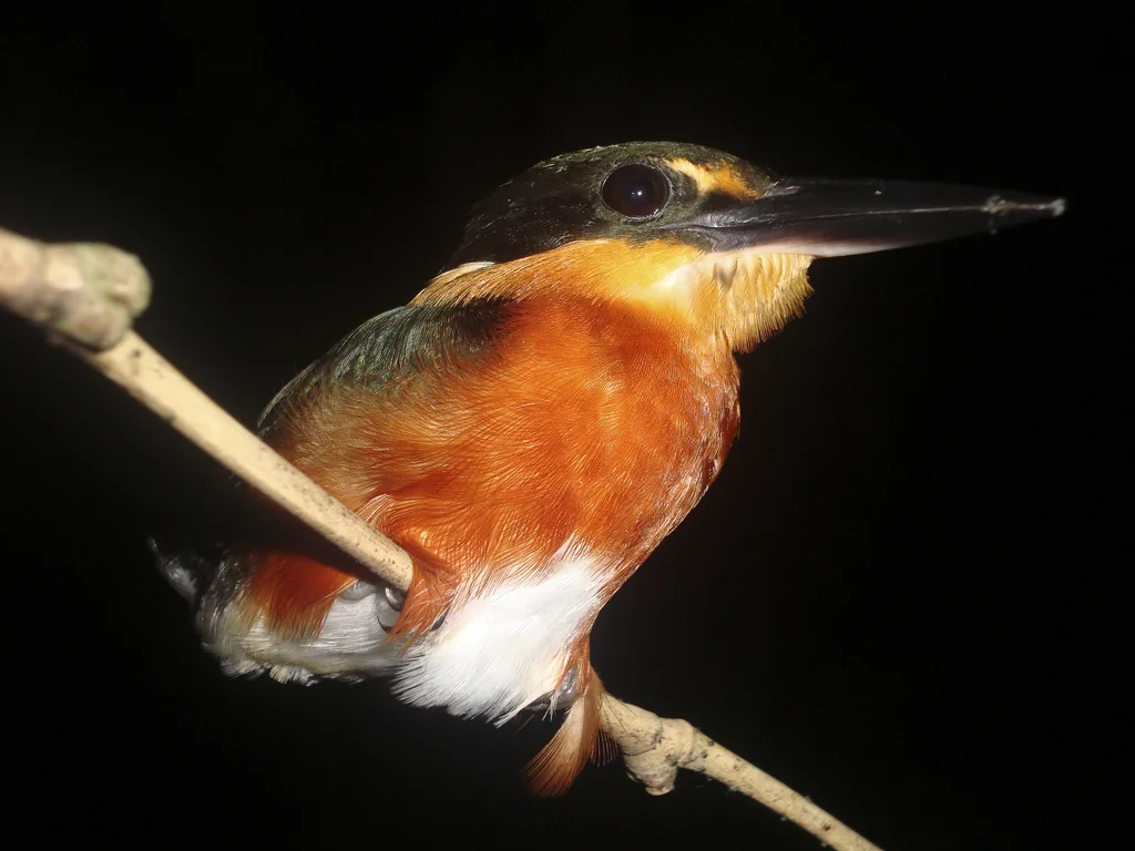 侏绿鱼狗(Chloroceryle aenea)
