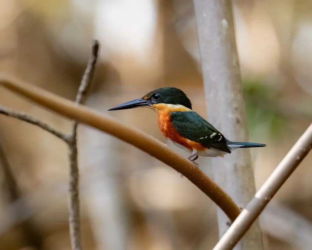 侏绿鱼狗(Chloroceryle aenea)