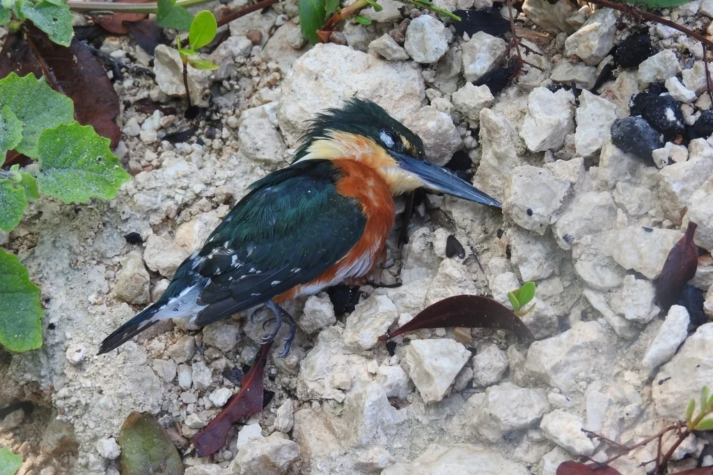 侏绿鱼狗(Chloroceryle aenea)