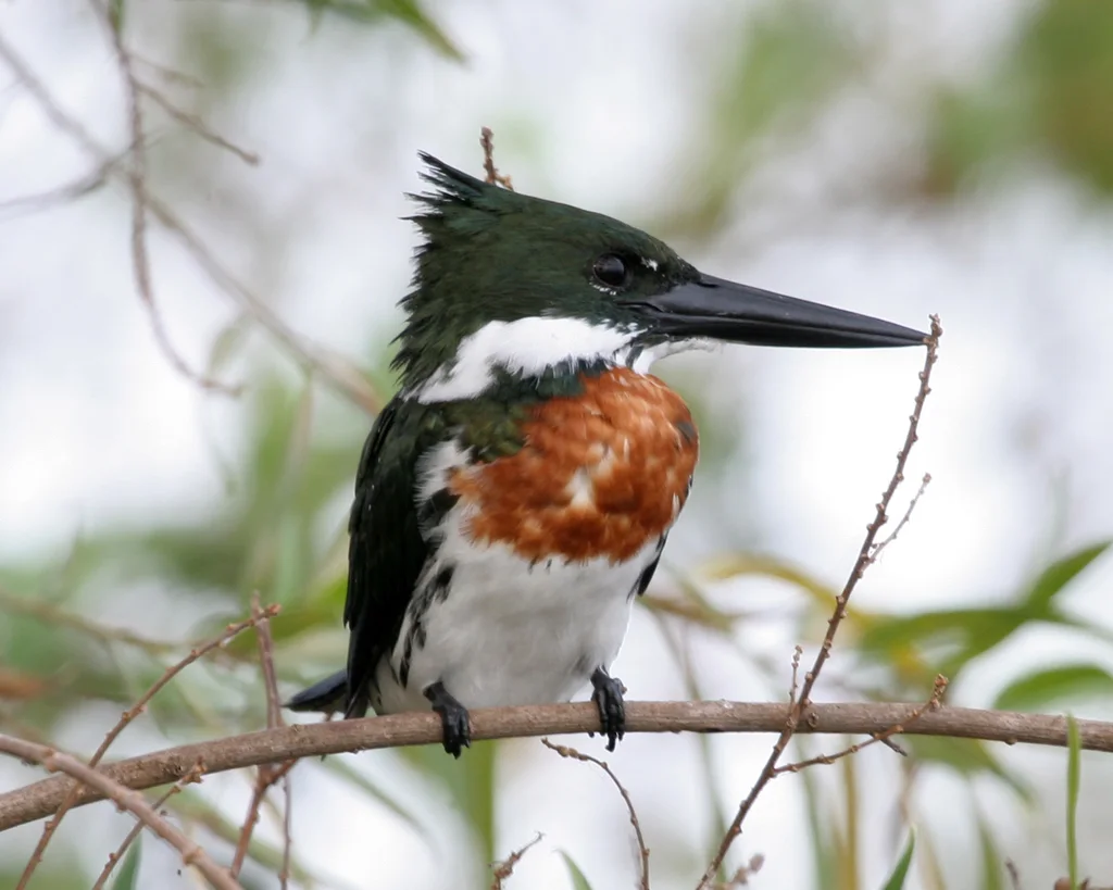 亚马逊绿鱼狗(Chloroceryle amazona)