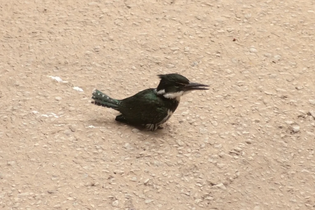 亚马逊绿鱼狗(Chloroceryle amazona)