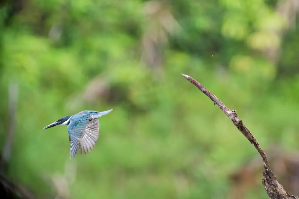 亚马逊绿鱼狗(Chloroceryle amazona)